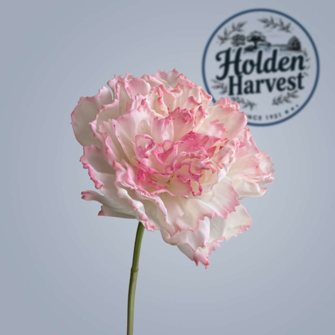 carnations-pink-white